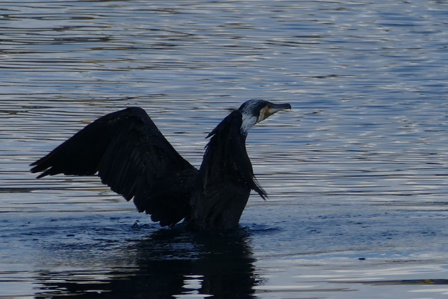 Cormorano con preda 